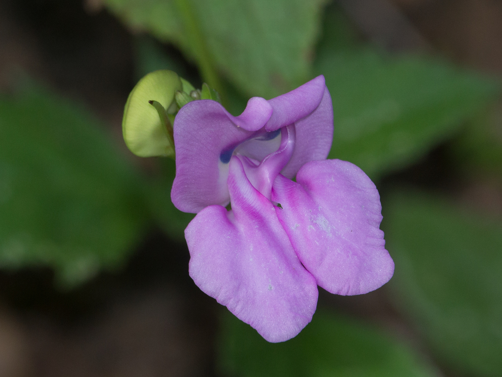 Ancistrotropis peduncularis