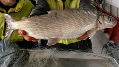 Coregonus clupeaformis