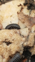 Armadillidium vulgare
