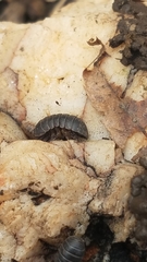 Armadillidium vulgare