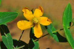 Hypericum caprifoliatum