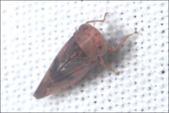 Rosopaella kirkaldyi