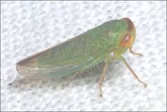 Rosopaella leurensis