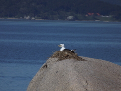 Larus dominicanus