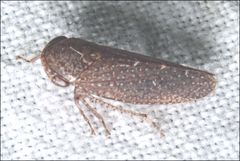 Putoniessa
