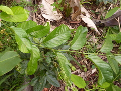 Passiflora riparia