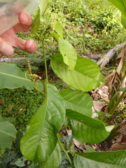 Passiflora riparia