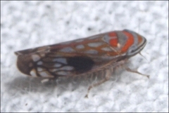 Diemoides smithtoniensis