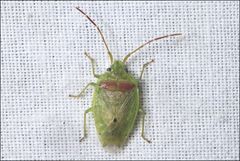 Eupolemus virescens