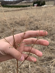 Mirabilis hirsuta