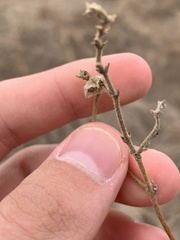 Mirabilis hirsuta