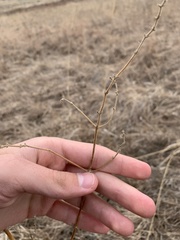 Mirabilis hirsuta