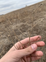 Mirabilis hirsuta