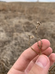 Mirabilis hirsuta