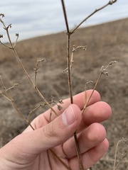 Mirabilis hirsuta