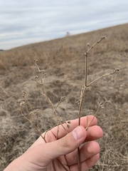 Mirabilis hirsuta