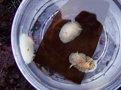 Acanthodoris rhodoceras image