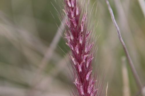 African fountain grass, Tender fountain grass, Fountain grass, Purple fountain grass (Cenchrus setaceus)