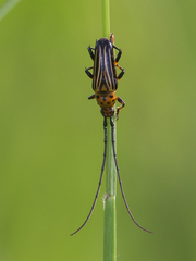 Oxymerus