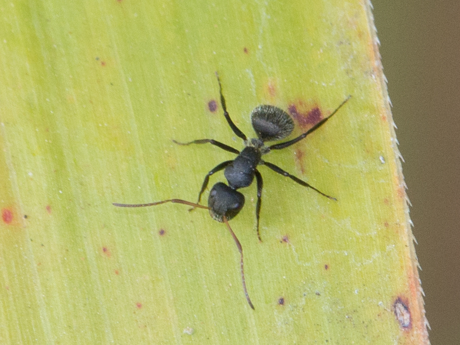 Myrmobrachys