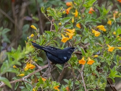 Diglossa lafresnayii