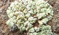 Acarospora schleicheri