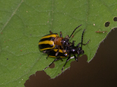 Lema confusa virgata