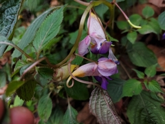 Impatiens arguta