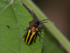 Lema confusa virgata
