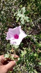 Ipomoea cheirophylla