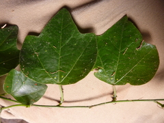 Passiflora auriculata