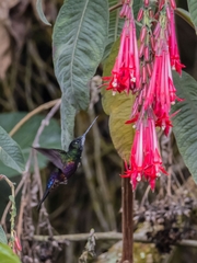 Coeligena helianthea