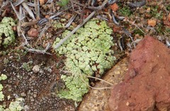 Acarospora schleicheri