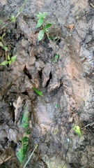 Procyon cancrivorus