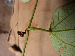 Passiflora auriculata