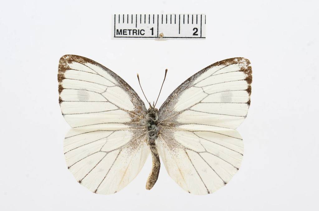 Black-veined White