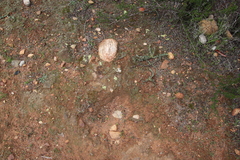 Acarospora schleicheri