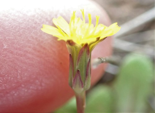 Smooth cat's ear (Hypochaeris glabra)