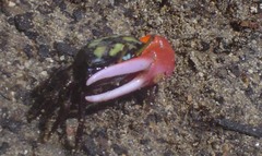 Paraleptuca crassipes