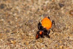 Paraleptuca crassipes