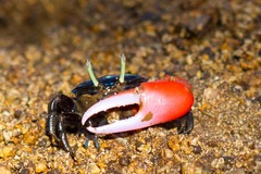 Paraleptuca crassipes