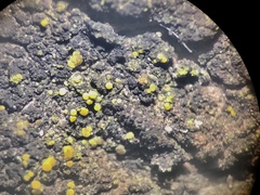 Candelariella lutella