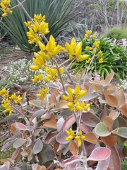 Kalanchoe orgyalis