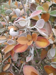 Kalanchoe orgyalis