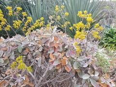 Kalanchoe orgyalis