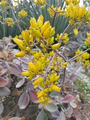 Kalanchoe orgyalis