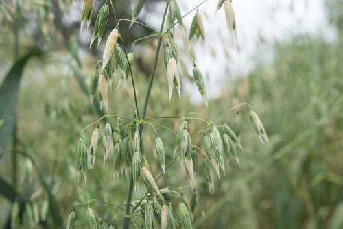 Representative image of Avena byzantina