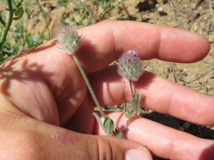 Trifolium albopurpureum