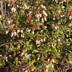 Vaccinium myrsinites