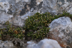 Facchinia cherlerioides